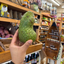St Lucian Soursop (Graviola) - Approx 510g - Listing H