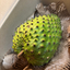 St Lucian Soursop (Graviola) - 1.1kg - Listing 3