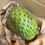 St Lucian Soursop (Graviola) - 1kg - Listing 4