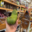 St Lucian Soursop (Graviola) - Approx 510g - Listing H