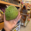 St Lucian Soursop (Graviola) - Approx 580g - Listing G