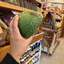 St Lucian Soursop (Graviola) - Approx 580g - Listing G