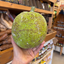 St Lucian Breadfruit - 1.5kg - Listing C