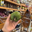 St Lucian Soursop (Graviola) - Approx 510g - Listing H