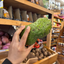 St Lucian Soursop (Graviola) - Approx 510g - Listing H
