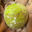 St Lucian Breadfruit - 1.2kg - Listing D