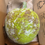 St Lucian Breadfruit - 1.5kg - Listing C