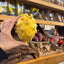 Ecuadorian Yellow Dragon Fruit (Pitahaya/Pitaya) (Single)