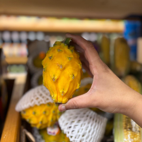 Ecuadorian Yellow Dragon Fruit (Pitahaya/Pitaya) (Single)