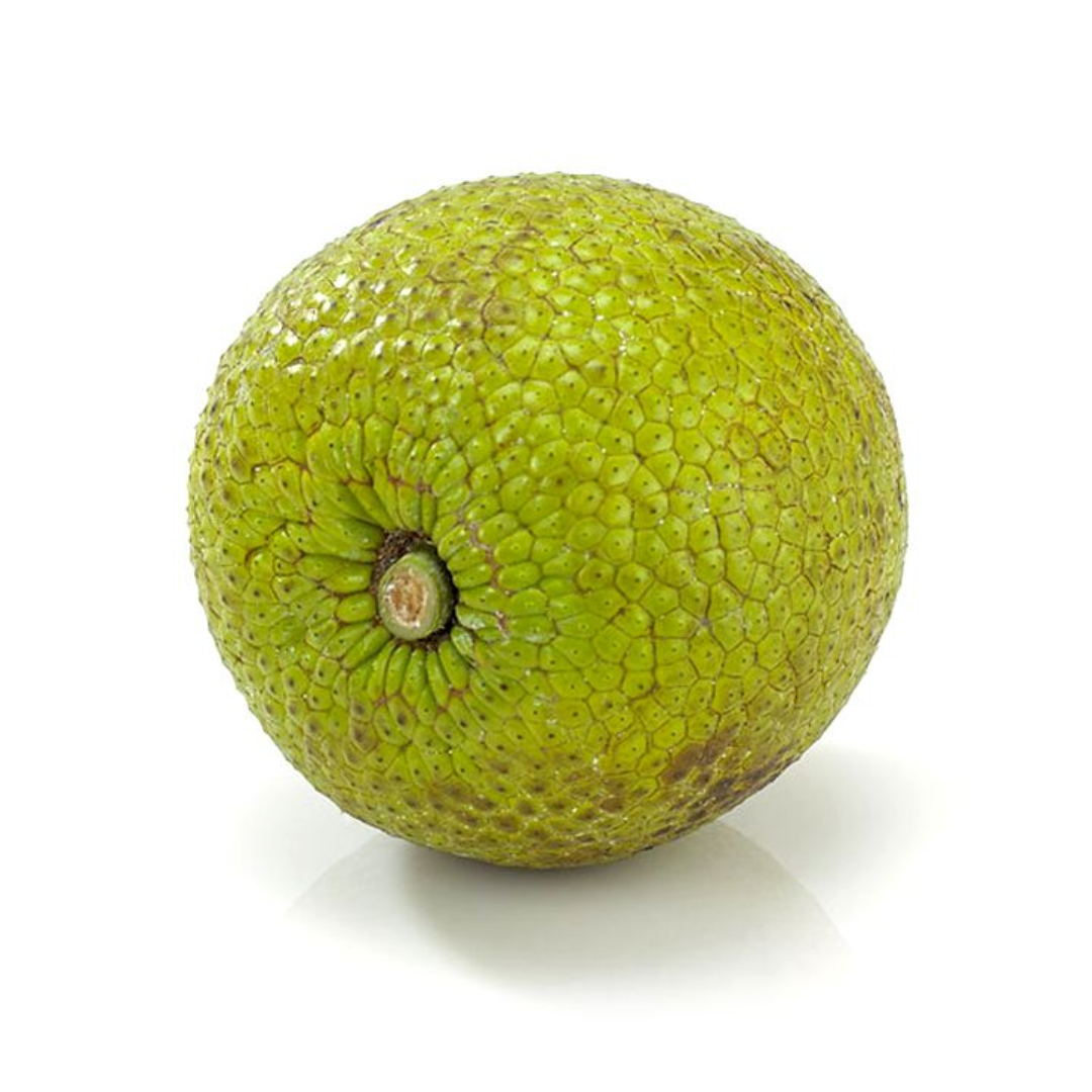 Breadfruit (Barbados)