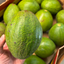 Large Ugandan Avocado (Single)