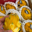 Ecuadorian Mini Yellow Dragon Fruit (Pitahaya/Pitaya) (Single)