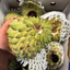 Large Brazilian Sugar Apple/Sweetsop (Single)