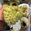 Large Brazilian Sugar Apple/Sweetsop (Single)
