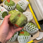Spanish Custard Apple - Cherimoya (Single)
