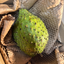 St Lucian Soursop (Graviola) - Approx 950g - Listing F