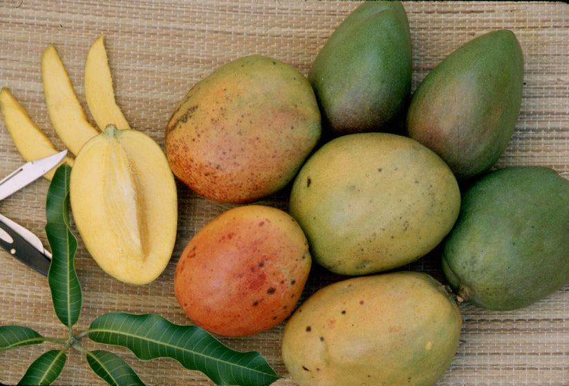 Jamaican Julie Mangoes (1kg 1.2kg Approx) Riley's Tropical Food